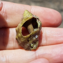 Stramonita haemastoma