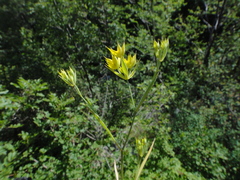 Bupleurum veronense