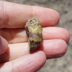 Stramonita haemastoma