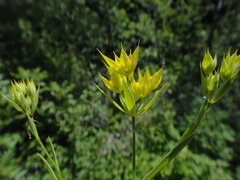 Bupleurum veronense