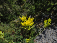Bupleurum veronense