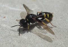 Crossocerus vagabundus