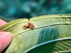 Eterusia aedea formosana