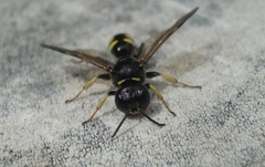 Crossocerus vagabundus