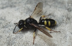 Crossocerus vagabundus