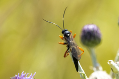 Limerodops elongatus