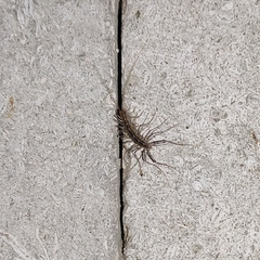 Scutigera coleoptrata