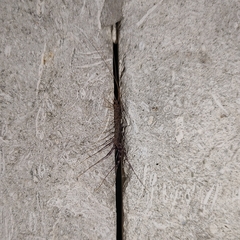 Scutigera coleoptrata