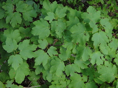 Acer opalus obtusatum