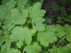 Acer opalus obtusatum