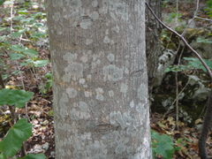 Acer opalus obtusatum