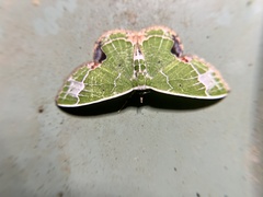 Protuliocnemis castalaria