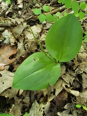 Liparis liliifolia