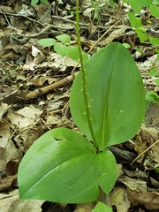Liparis liliifolia
