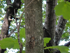 Acer opalus obtusatum