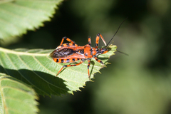 Rhynocoris rubricus