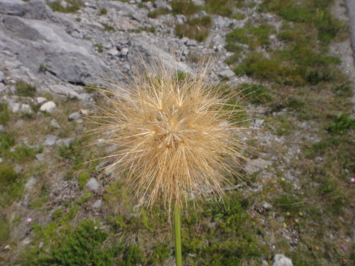 Gelasia villosa, photograph 2