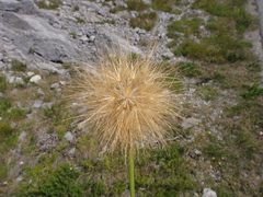 Gelasia villosa, photograph Christian Berg, CC BY, iNaturalist via GBIF