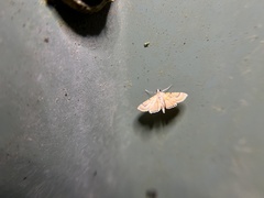 Cataclysta angulata