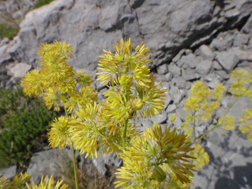 žltuška smradľavá (Thalictrum foetidum)
