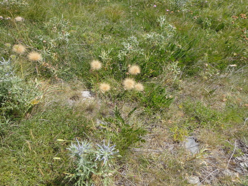 Gelasia villosa, photograph 3