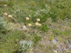 Gelasia villosa, photograph Christian Berg, CC BY, iNaturalist via GBIF