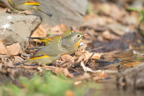Red-billed Leiothrix
