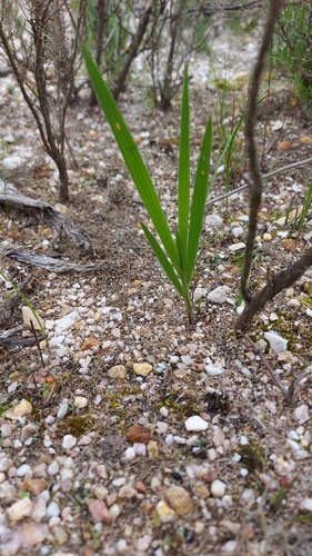 Babiana secunda