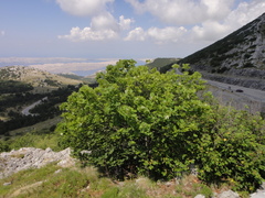 Acer opalus obtusatum