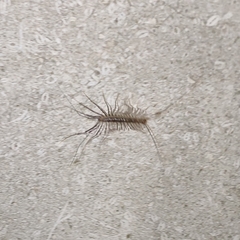 Scutigera coleoptrata