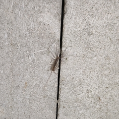 Scutigera coleoptrata