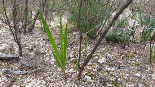 Babiana secunda