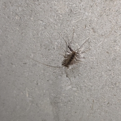 Scutigera coleoptrata