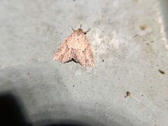 Olulis puncticinctalis