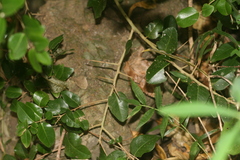 Dovyalis rhamnoides