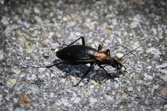 Carabus jankowskii