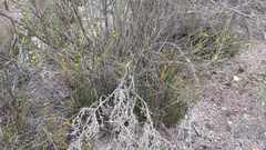 Marasmodes dummeri