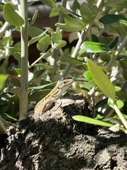 Podarcis siculus
