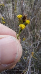 Marasmodes dummeri