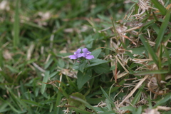 Nemesia caerulea