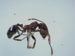Hymenoptera