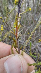 Marasmodes dummeri