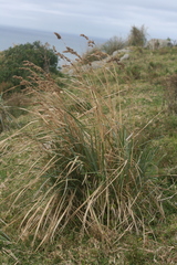 Cymbopogon nardus