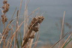 Cymbopogon nardus