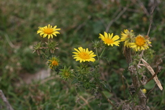 Berkheya erysithales