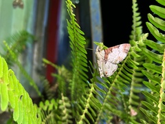 Pachyodes subtritus