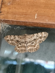 Hypomecis transcissa