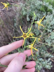 Anthocercis littorea