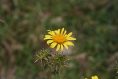 Berkheya erysithales