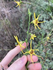 Anthocercis littorea